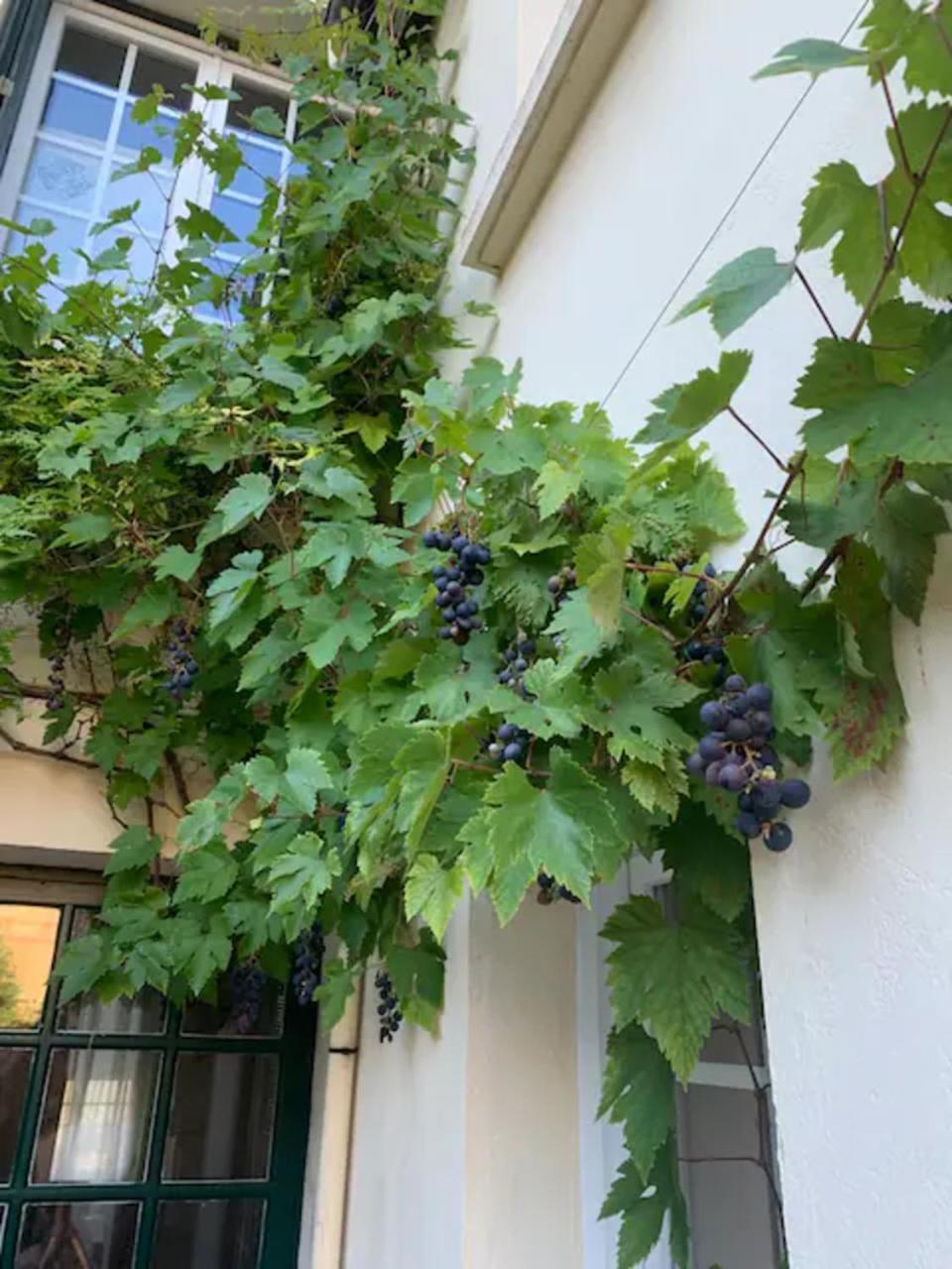 Appartement Spacieux Et Elegant Avec Jardin Montivilliers Zewnętrze zdjęcie